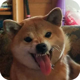 👍 emoji Шиба-иночки (≡^∇^≡) Telegram sticker 18 of 46