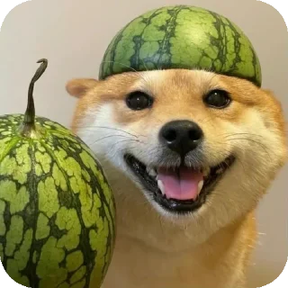 👍 emoji Шиба-иночки (≡^∇^≡) Telegram sticker 2 of 46