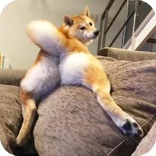 👍 emoji Шиба-иночки (≡^∇^≡) Telegram sticker 10 of 46