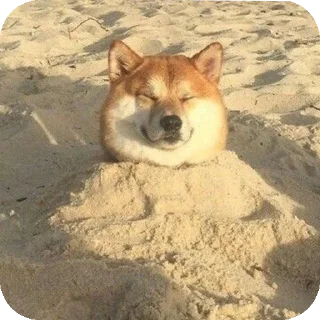👍 emoji Шиба-иночки (≡^∇^≡) Telegram sticker 19 of 46