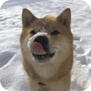 👍 emoji Шиба-иночки (≡^∇^≡) Telegram sticker 8 of 46