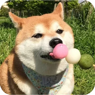 👍 emoji Шиба-иночки (≡^∇^≡) Telegram sticker 3 of 46