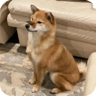 👍 emoji Шиба-иночки (≡^∇^≡) Telegram sticker 11 of 46