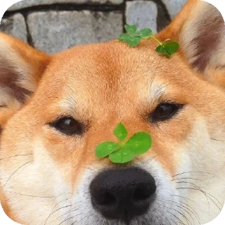 👍 emoji Шиба-иночки (≡^∇^≡) Telegram sticker 6 of 46