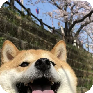 👍 emoji Шиба-иночки (≡^∇^≡) Telegram sticker 16 of 46