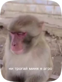 🇽🇰 emoji Обезьянки поны 10 Telegram sticker 11 of 33