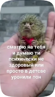 🗿 emoji Обезьянки поны 10 Telegram sticker 9 of 33