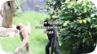 Sticker from Обезьянки поны 9