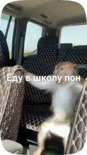 🗿 emoji Обезьянки поны 10 Telegram sticker 24 of 33