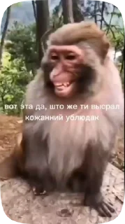 🗿 emoji Обезьянки поны 10 Telegram sticker 16 of 33