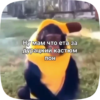 🗿 emoji Обезьянки поны 10 Telegram sticker 6 of 33