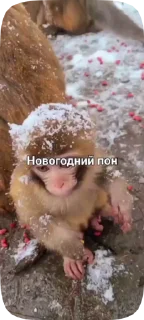🗿 emoji Обезьянки поны 10 Telegram sticker 12 of 33