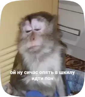 🗿 emoji Обезьянки поны 10 Telegram sticker 13 of 33