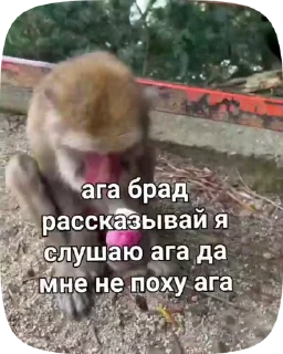 🗿 emoji Обезьянки поны 10 Telegram sticker 21 of 33