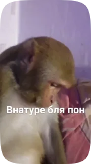 🗿 emoji Обезьянки поны 10 Telegram sticker 15 of 33