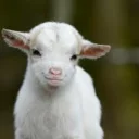 🐐 emoji Goat Telegram sticker 5 of 15