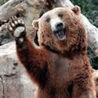 Sticker from Bears