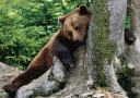 😕 emoji Bears Telegram sticker 6 of 15