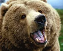 😃 emoji Bears Telegram sticker 13 of 15