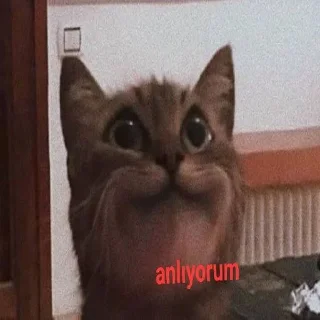🐈 emoji Prof Telegram sticker 20 of 39