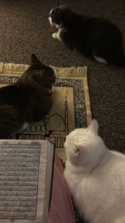 🌟 emoji Islam🕋💓 Telegram sticker 13 of 16