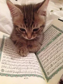 🌟 emoji Islam🕋💓 Telegram sticker 14 of 16