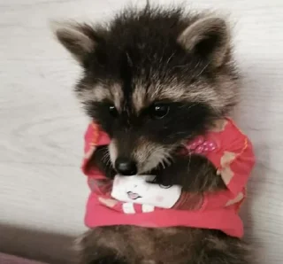 😞 emoji Raccoon Telegram sticker 19 of 120