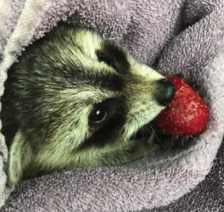 🍓 emoji Raccoon Telegram sticker 10 of 120