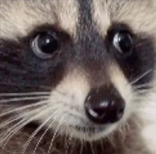 Sticker from Raccoon