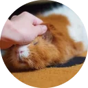 ☺️ emoji Fat Cuy Telegram sticker 14 of 120