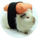 🍣 emoji Fat Cuy Telegram sticker 7 of 120