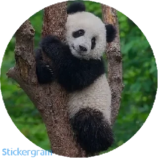 Sticker from Panda 🐼