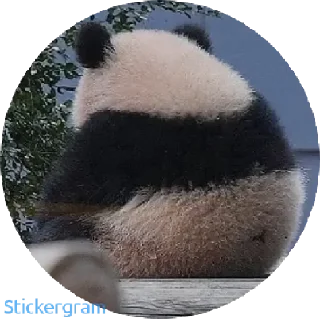 😡 emoji Panda 🐼 Telegram sticker 6 of 8