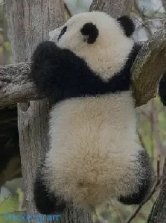 ☹️ emoji Panda 🐼 Telegram sticker 5 of 8