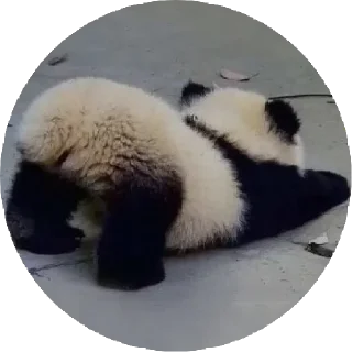 Sticker from Panda 🐼