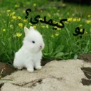 🙄 emoji 🐰دوشان🐰 Telegram sticker 5 of 52