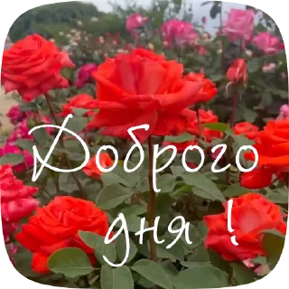 😂 emoji whats2 — @stckrRobot Telegram sticker 2 of 5