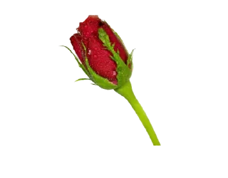 🌹 emoji Ptj ⚜️ Soul colors Telegram sticker 14 of 120