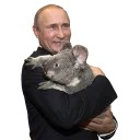 🐨 emoji Vladimir Putin Telegram sticker 17 of 48