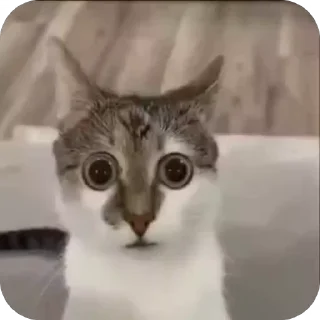 Sticker from Мемные котики