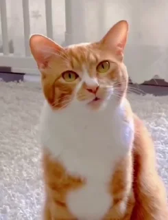 Sticker from Мемные котики