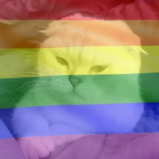 🏳‍🌈 emoji KediAdmin(1st) Telegram sticker 20 of 81