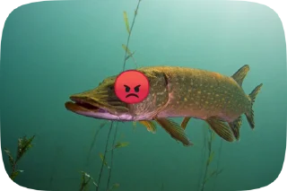 😡 emoji Fish Telegram sticker 9 of 20