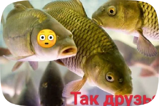 😳 emoji Fish Telegram sticker 14 of 20