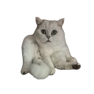 🐱 emoji ku) Telegram sticker 20 of 38