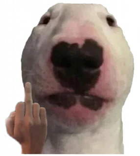 😐 emoji Bull Terrier Telegram sticker 6 of 43