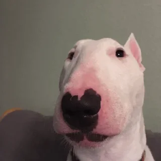 😐 emoji Bull Terrier Telegram sticker 12 of 43