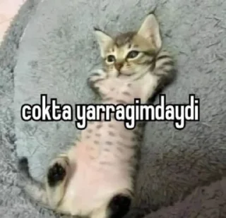 😸 emoji KURALLAR ÇİĞNENMEK İÇİN VAR AMINA KOYİM Telegram sticker 15 of 32