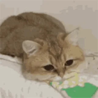 😺 emoji Meme Essentials Telegram sticker 11 of 45