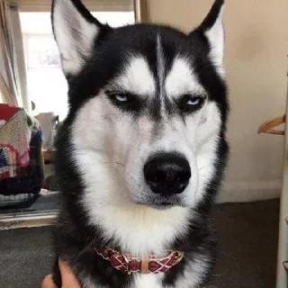🐶 emoji Meme Essentials Telegram sticker 7 of 45